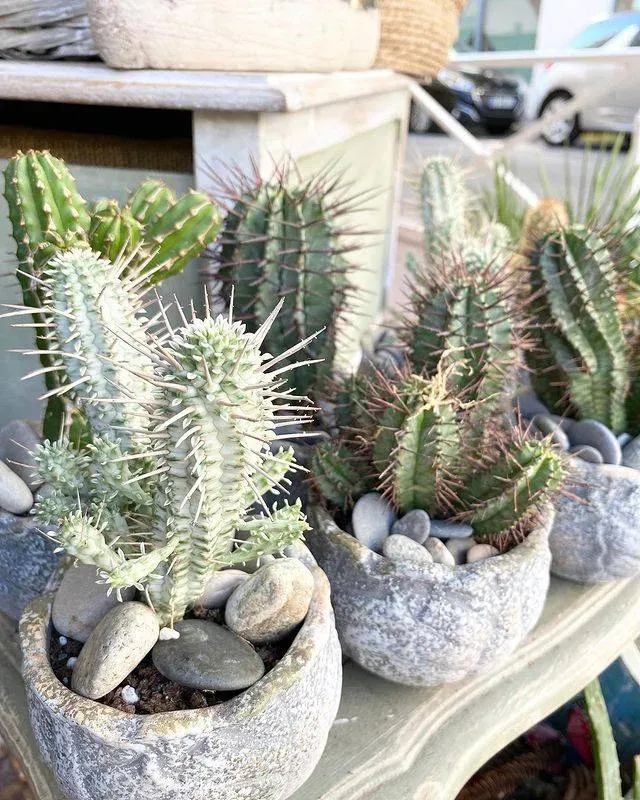 Plantes extérieures à Antibes