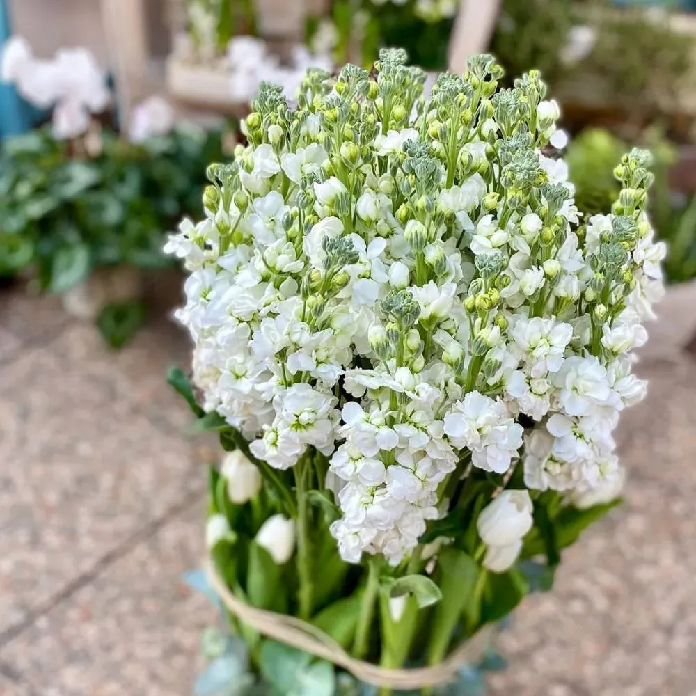 naturelle-nom-de-la-fleur-alpes-maritimes.jpg