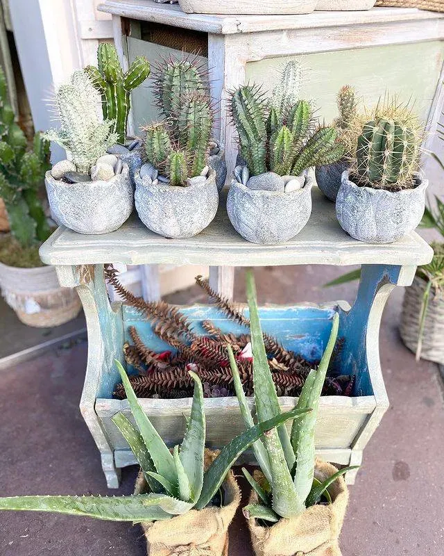 cactus
