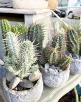 cactus-antibes